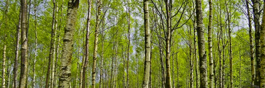Headerbild