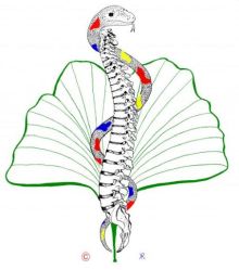 Logo Dr. med. Ralf Klostermann Chirotherapie