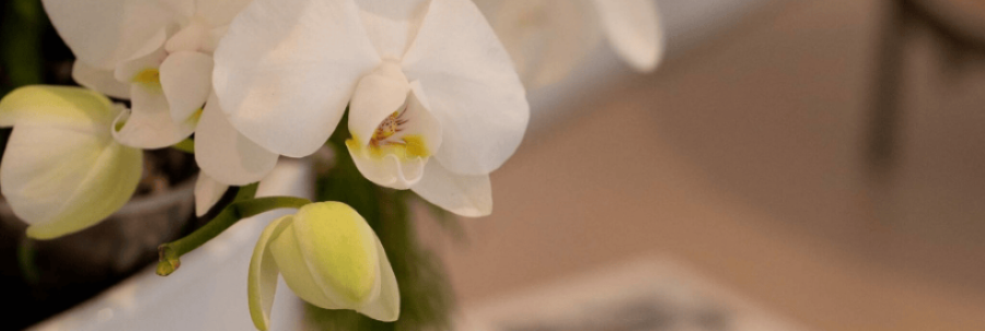 Headerbild