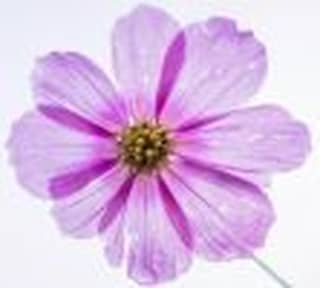 Logo Stallberger-Blumentreff