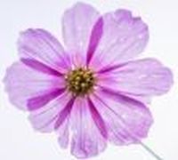 Logo Laurenz Jünger Garten- u. Landschaftsbau GmbH&Co.KG