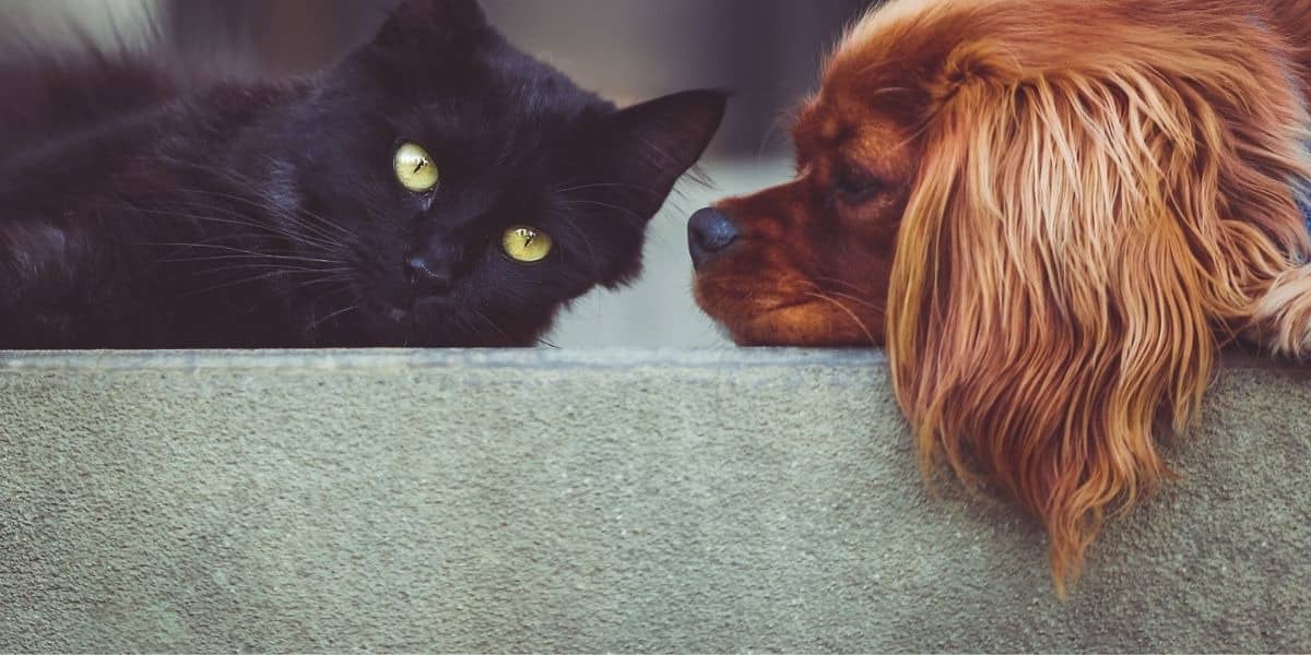 Headerbild