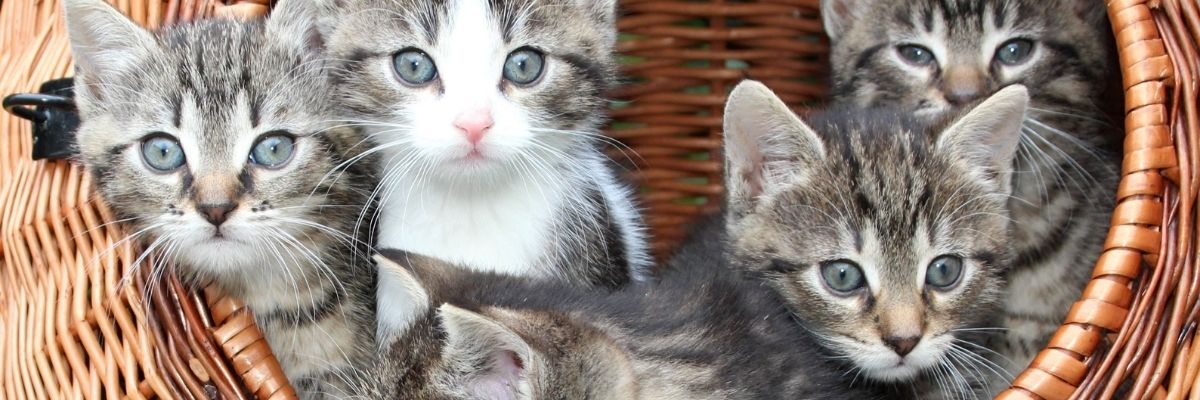 Headerbild