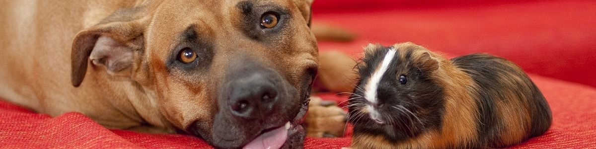 Headerbild