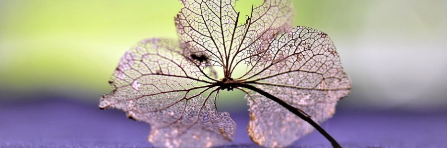 Headerbild