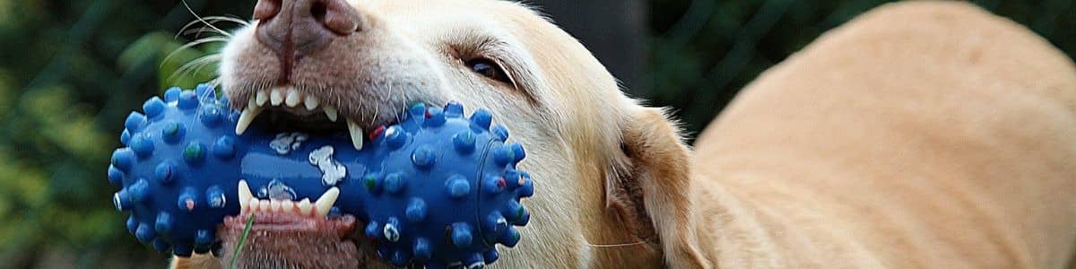 Headerbild