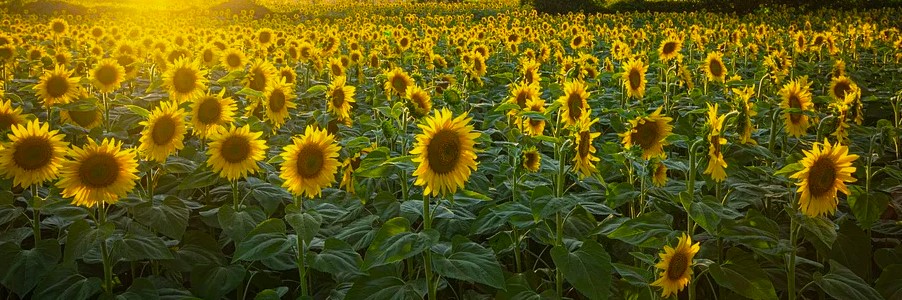 Headerbild