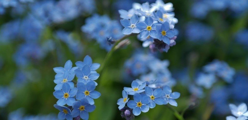 Headerbild