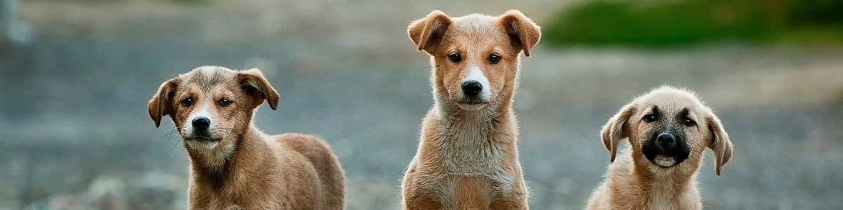 Headerbild