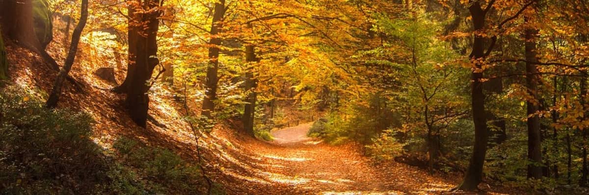 Headerbild