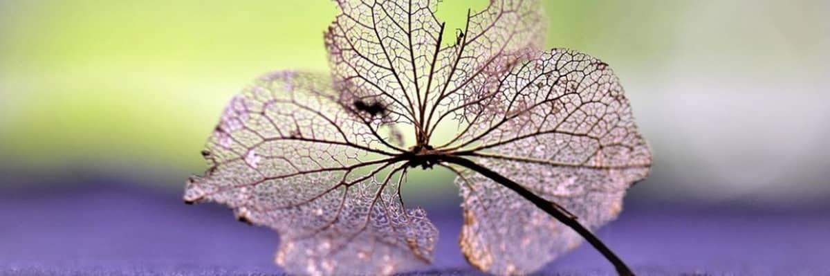 Headerbild