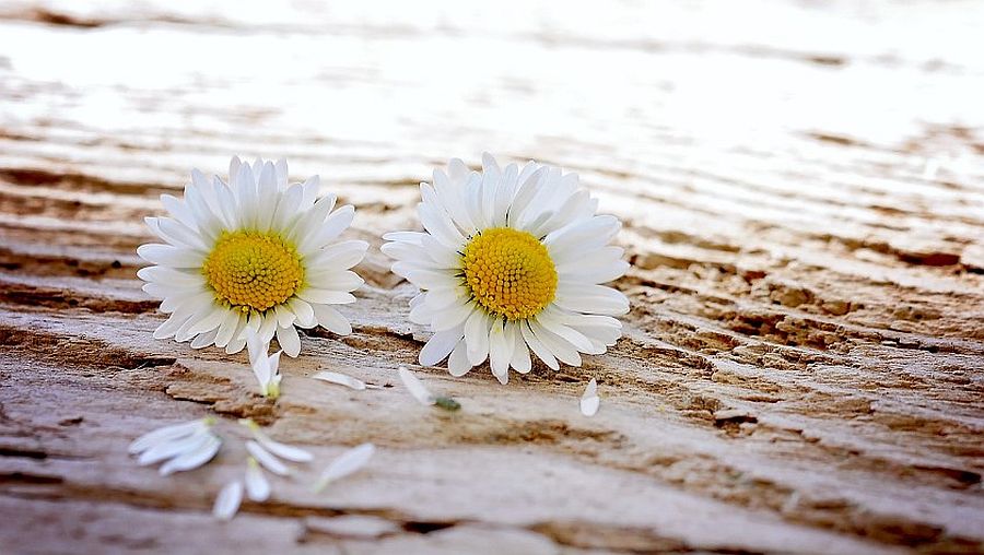 Headerbild