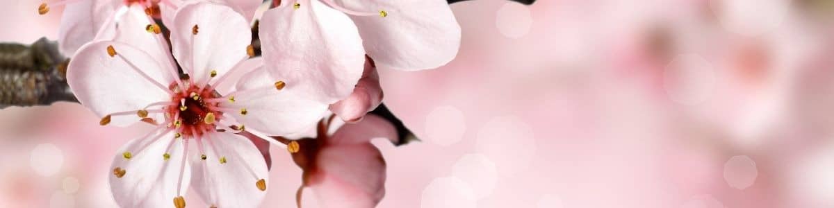Headerbild
