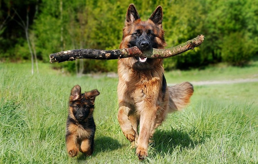 Headerbild